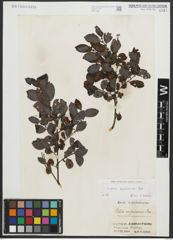 Foto von Salix apennina A. K. Skvortsov